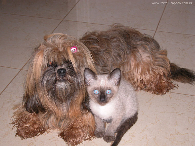Cão e Gato